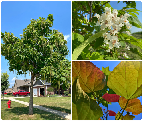 Catalpa Trees